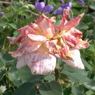 visne roser visne roser